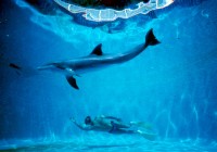 Film dokumentalny ,,Człowiek delfin”